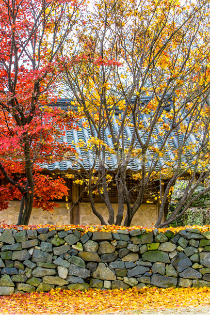 고택,가을,단풍,낙엽,돌담,기와,감성,가을,계절,fall,autumn,season,한국전통,한국문화,korean traditional,korean culture,식물,자연,plants,nature,나무,trees,wood,wall,벽,tree,plant