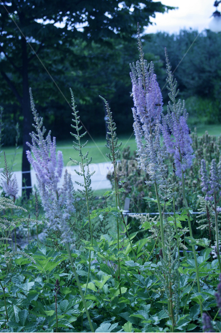 노루오줌,식물,flower,plants,nature,꽃,꽃봉오리,꽃밭,식물,자연,plants,nature,꽃,flower