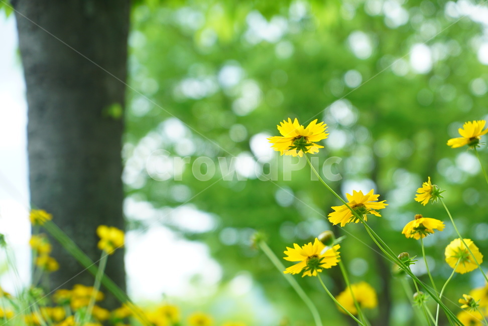 plant,식물,꽃,flower,노랑,노란색,초록,식물,자연,plants,nature,꽃,flower