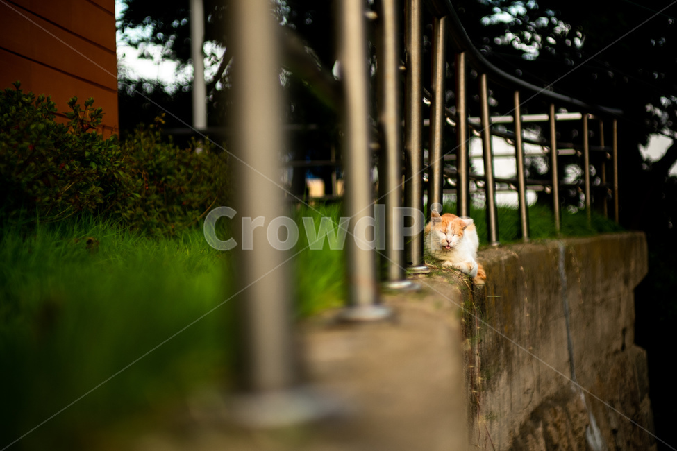 고양이,길고양이,길냥이,반려묘,반려동물,동물,색상,한가함,잔잔함,여유로움,고양이발,육괴,색감,감성,동물,animal,포유류,mammal,고양이,cat,kitten,kitty