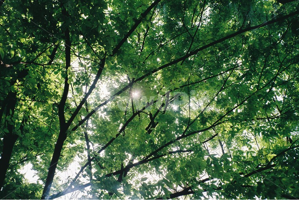 나무,tree,식물,plant,햇빛,자연,조화,필름카메라,필름,봄,나무,trees,wood