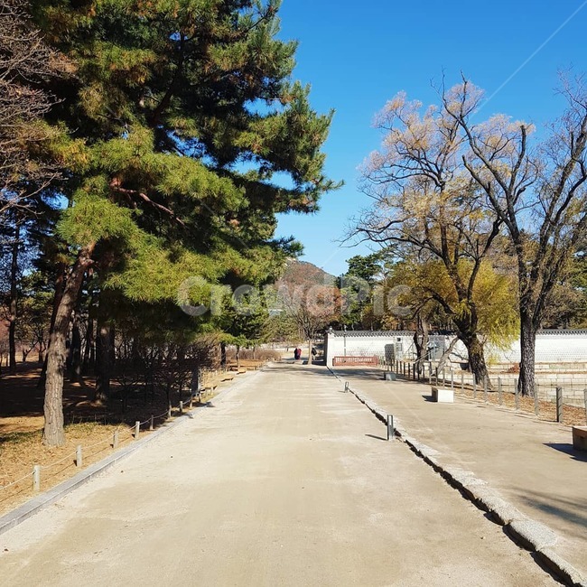 나무,road,plant,산책로,공원,푸른하늘
