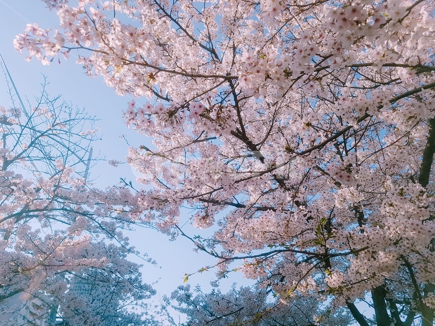 벛꽃,여의도,봄,꽃,나무