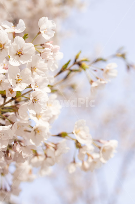 봄,벚꽃,화사한,꽃,flower,blossom,식물,plant,cherryblossom,봄,계절,spring,season
