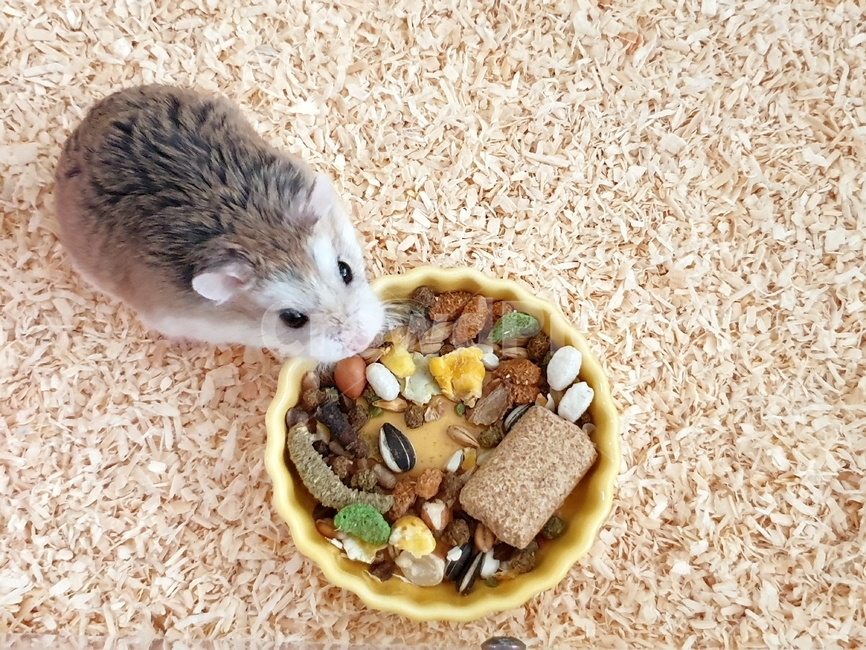 햄스터,동물,애완동물,드워프햄스터,hamster,로보로브스키
