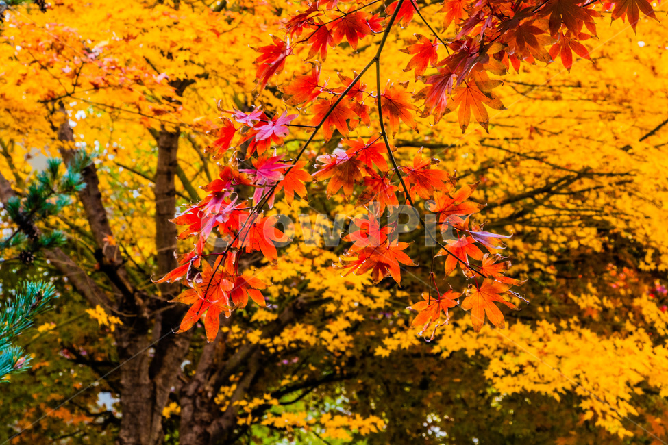단풍,단풍나무,가을단풍,단풍잎,maple,foliage,가을,계절,fall,autumn,season,leaf,잎,plant,식물,tree,나무