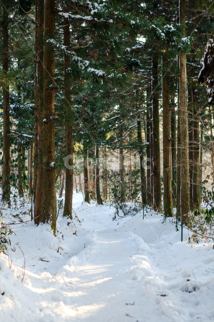 tree,나무,plant,식물,눈,눈밭,설산,눈덮인산,한라산,제주한라산,겨울,계절,winter,season,자연,풍경,nature,landscape