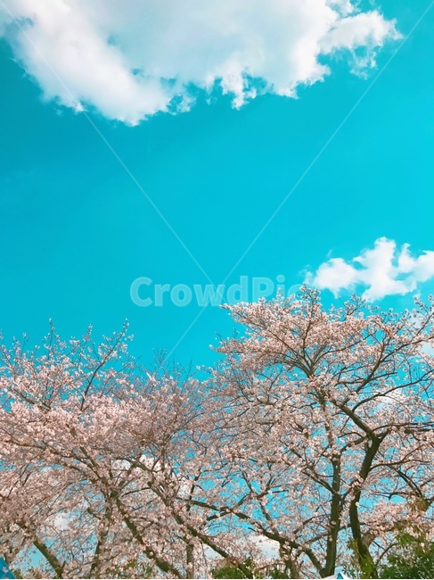 하늘,벚꽃,봄,맑음,날씨,낮,배경,감성,풍경,밝은,파란하늘,파랑,구름,연분홍색,봄날,봄꽃,아름다운,식물,바탕,예쁜,꽃,자연,따뜻한,설레는,landscape,sky,cloud,daytime,blue,weather,cherryblossom,spring,flowers,pink,beautiful,flower,feeling