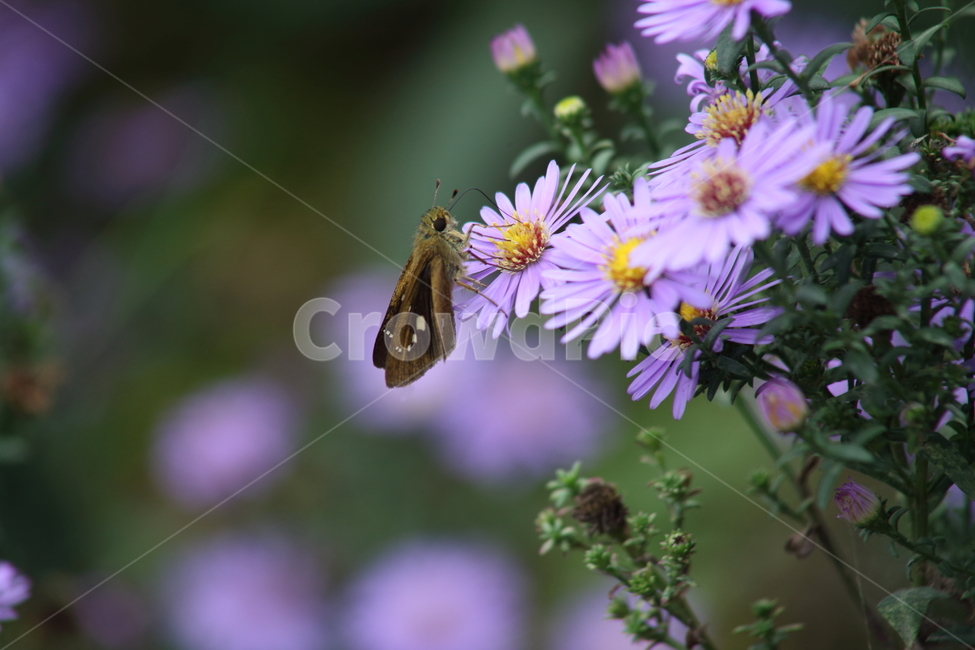 아스타,국화과,montaneaster,aster,꽃나방이,나방,박각시,식물,자연,plants,nature,꽃,flower,동물,animal,곤충,벌레,insect,bug