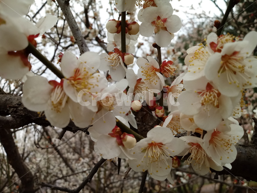 매화,매화나무,일지춘,군자향,매실나무,과일,열매,흰꽃,봄,계절,spring,season,식물,자연,plants,nature,꽃,flower,plant,blossom