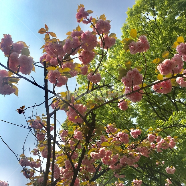 벚꽃,겹벚꽃,꽃,나무,봄,봄꽃,flower,tree