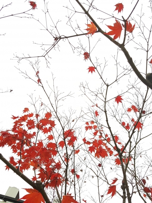 나무,단풍,빨강,식물,가을,가을,계절,fall,autumn,season,식물,자연,plants,nature,leaf,잎,plant,tree,maple
