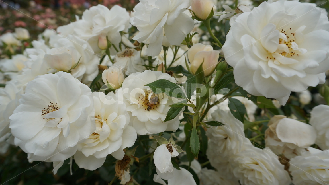 꽃,자연,식물,꽃축제,예쁜꽃,식물,자연,plants,nature,꽃,flower