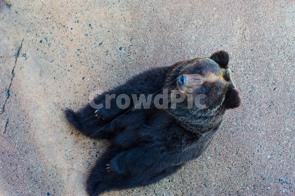 곰,반달곰,bear,동물,자연,동물의세계,동물,animal,포유류,mammal