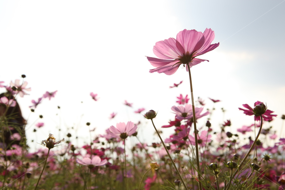 코스모스,코스모스축제,가을,가을꽃,flower,cosmos,blossom,가을,계절,fall,autumn,season,식물,자연,plants,nature,꽃,flower,plant,daisies,데이지,daisy,petal,꽃잎