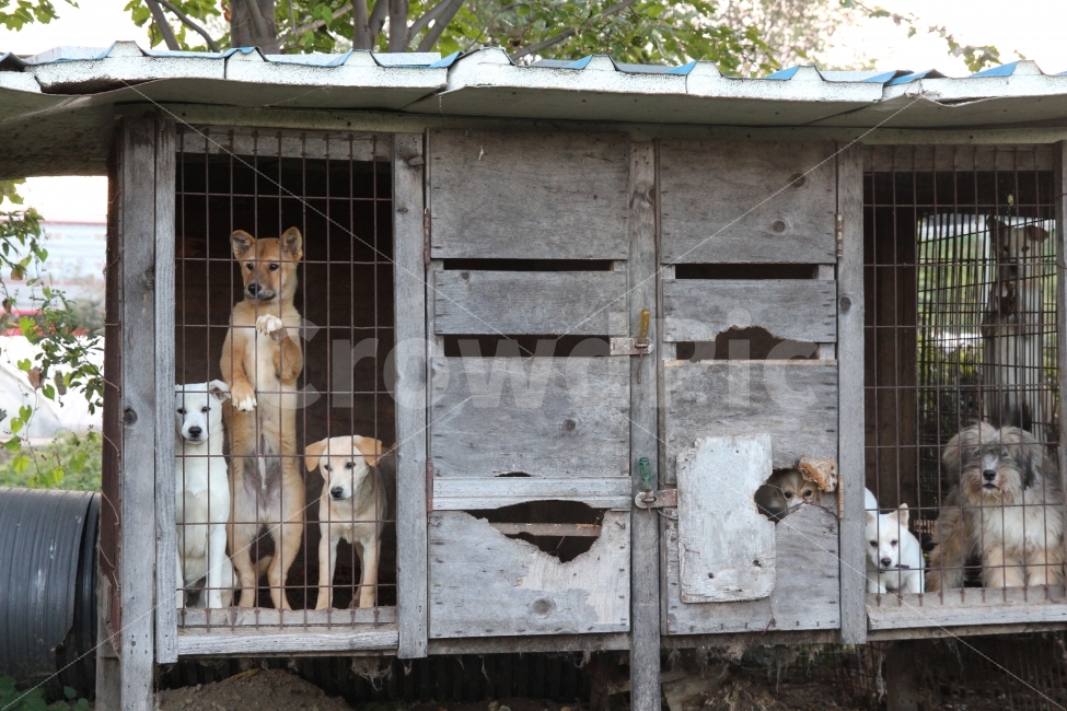 시골,강아지,추석,설날,명절,삽살개,개,멍멍이,우리,동물,animal,포유류,mammal,개,강아지,dog,doggy