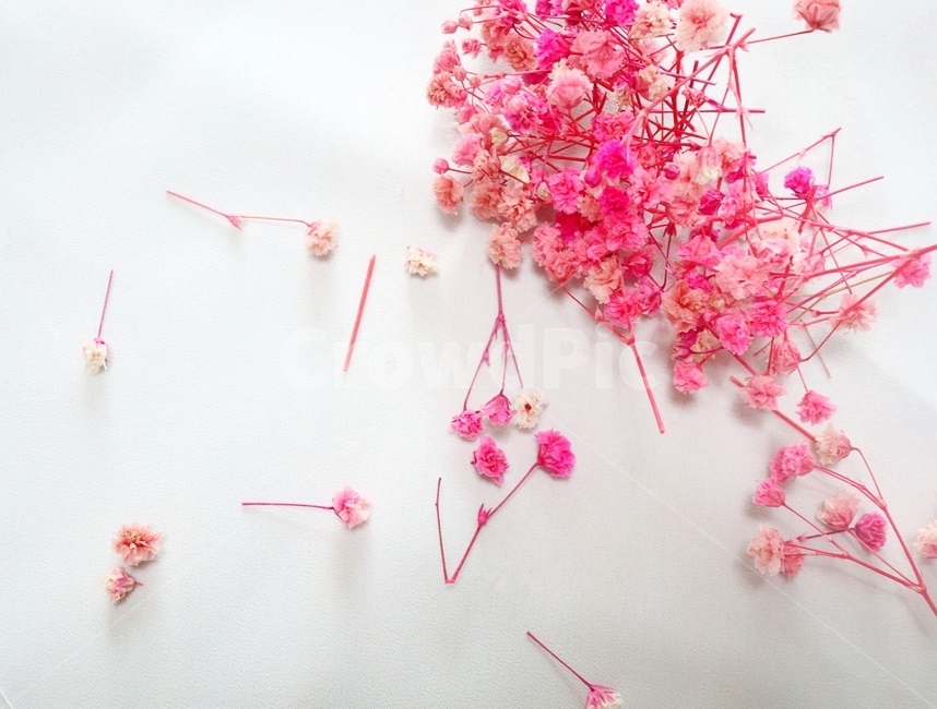 꽃,안개꽃,분홍꽃,분홍색,식물,flower,pink,pinkflower