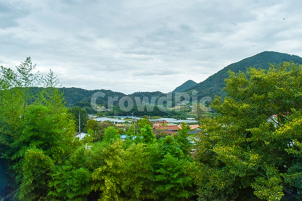 나무,식물,자연,옥외,nature,outdoors,plant,tree