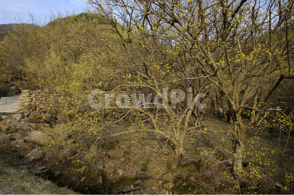 산수유,나무,하늘,꽃봉오리,봄,봄날,봄풍경,봄꽃,감성,spring,flower,봄길,산책,봄나들이,식물,꽃,봄,계절,spring,season,식물,자연,plants,nature,나무,trees,wood,tree,plant,tree trunk,나무 줄기