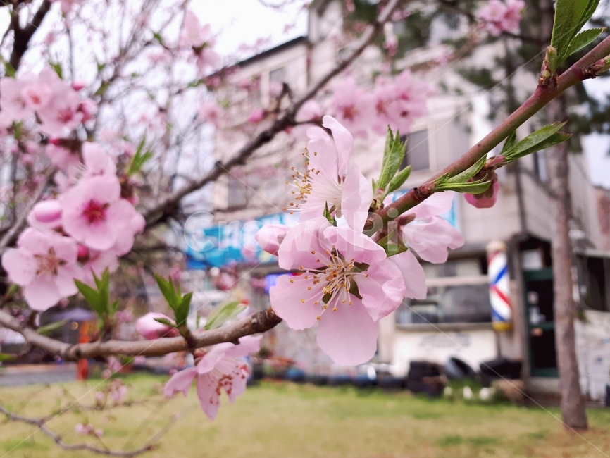 벚꽃,plant,식물,blossom,꽃,cherryblossom,flower,분홍,pink