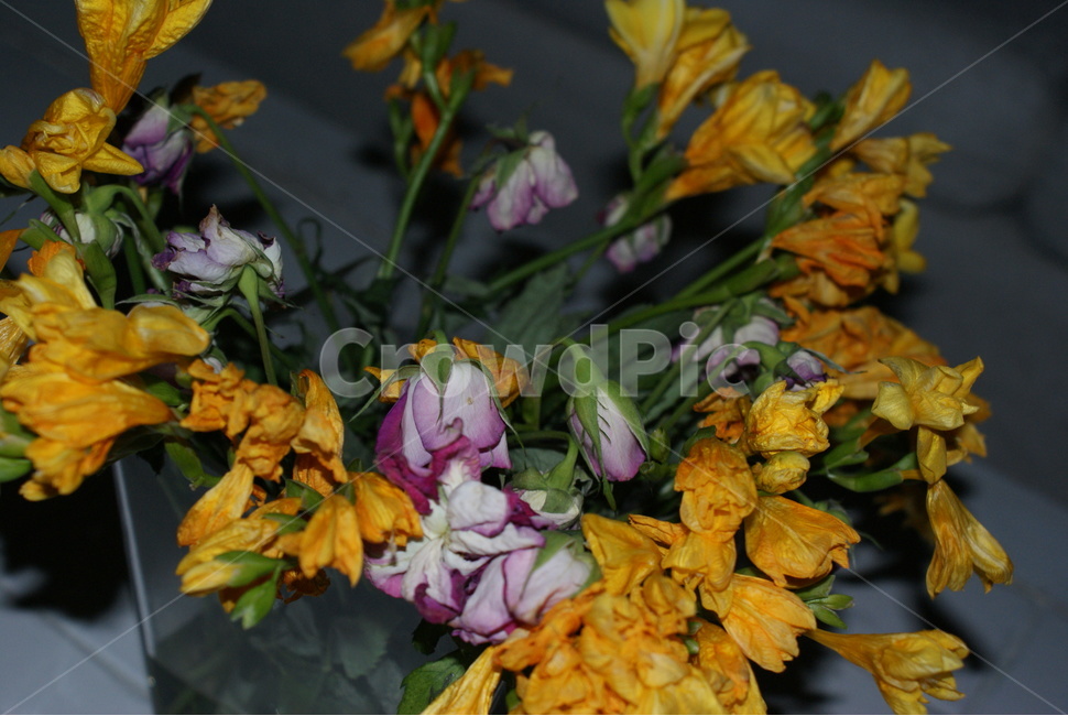 식물,꽃,꽃부케,flowerbouquet,flower,plant