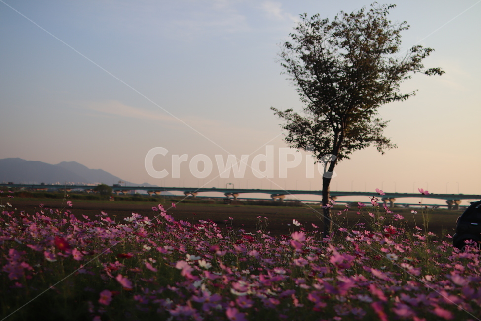 꽃,코스모스,가을,감성,대저,flower,cosmos,가을,계절,fall,autumn,season,식물,자연,plants,nature,꽃,flower,plant,blossom,petal,꽃잎