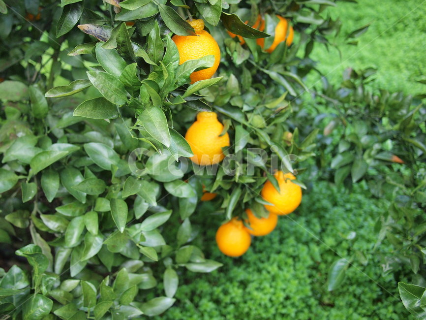 한라봉,농장,한라봉농장,jejuorange,hallabong,farm,한라봉나무,나무,제주도