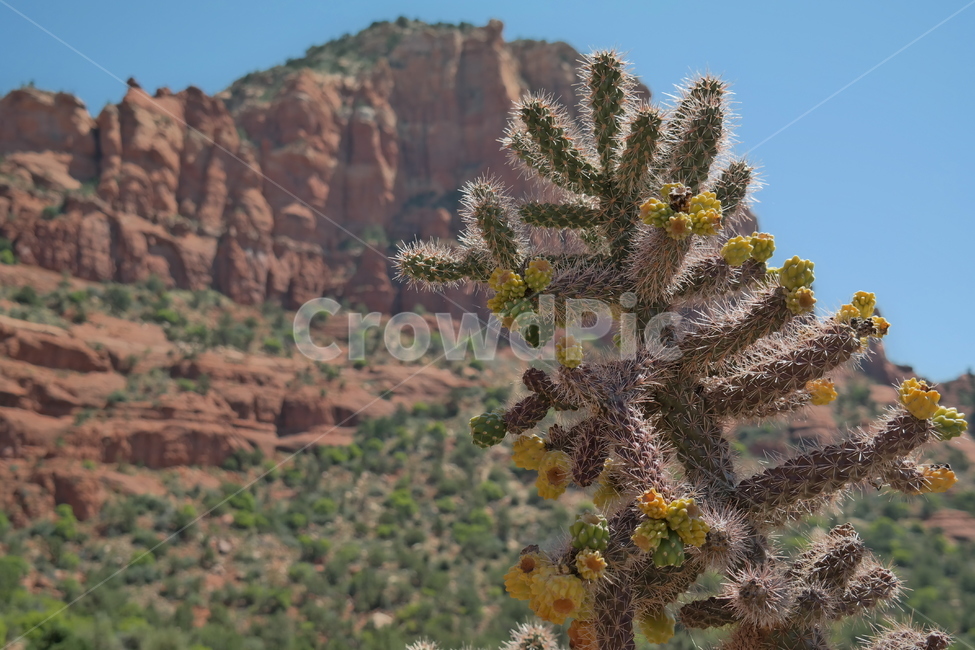 여름,사막,미국,캘리포니아,그랜드캐년,선인장,자연,식물,산,california,summer,desert,grandcanyon