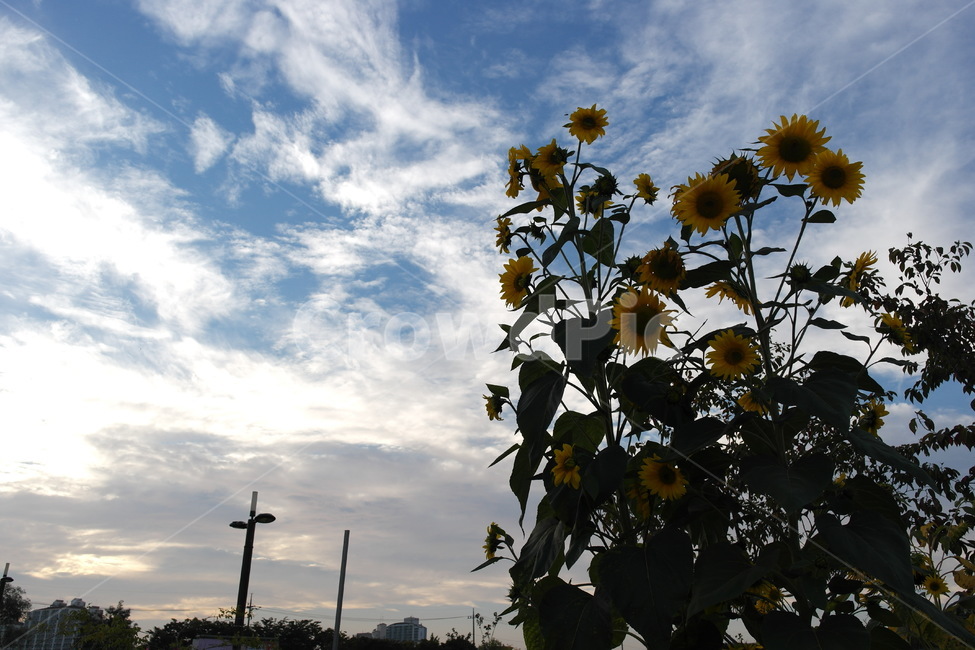 해바라기,가을,꽃,sunflower,fall,flower,sky,하늘,구름,cloud