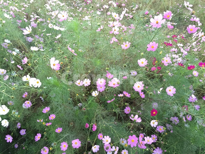 가을,꽃,코스모스,들판,fall,autumn,field,flowers,cosmos,색감,분홍꽃,양평