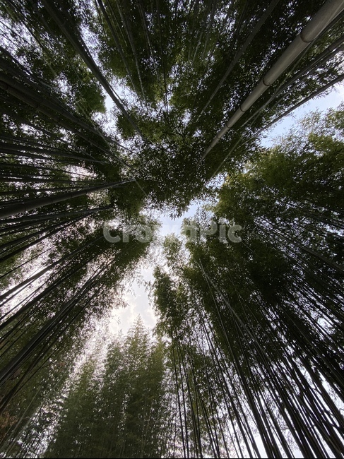 대나무,죽녹원,숲,나무,식물,tree,plant,자연