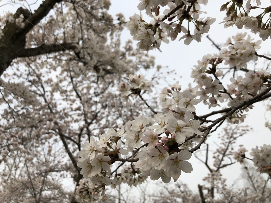 꽃,꽃나무,벚꽃,나무,꽃잎,벚나무,식물,자연,plants,nature,꽃,flower,나무,trees,wood