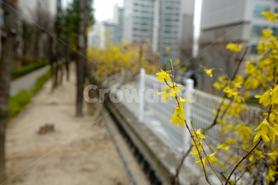 개나리,봄,계절,화사,탄생,식물,봄볕,생명,시간,자연,일상사진,봄날,풍경,풍경사진,새싹,느낌,감성,감성사진,봄,계절,spring,season,식물,자연,plants,nature,꽃,flower