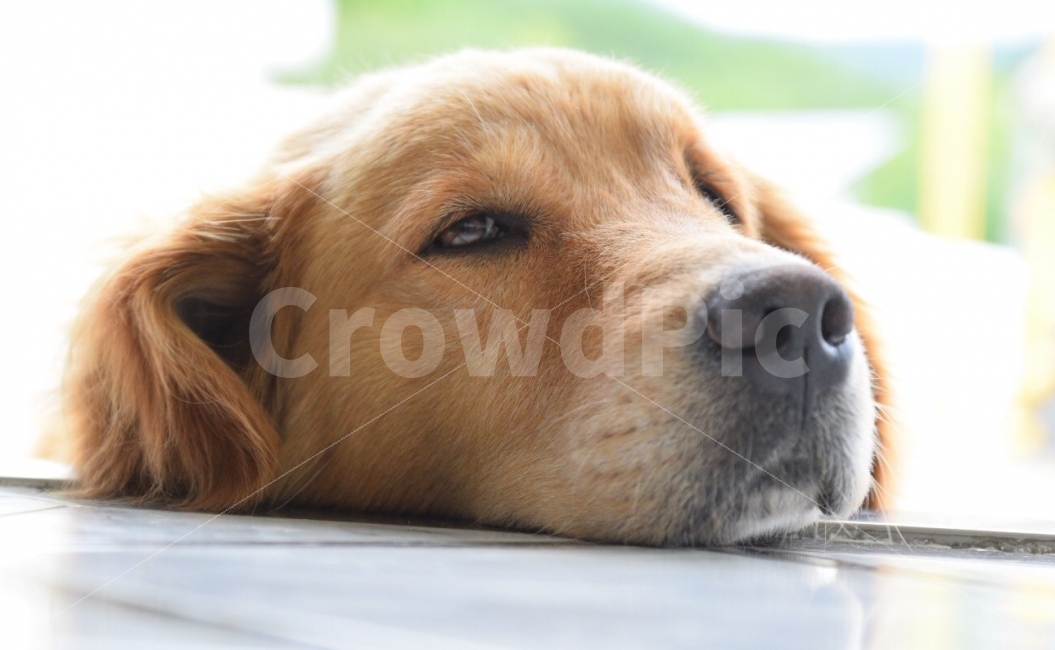 개,강아지,리트리버,골든리트리버,반려견,동물,animal,포유류,mammal,개,강아지,dog,doggy