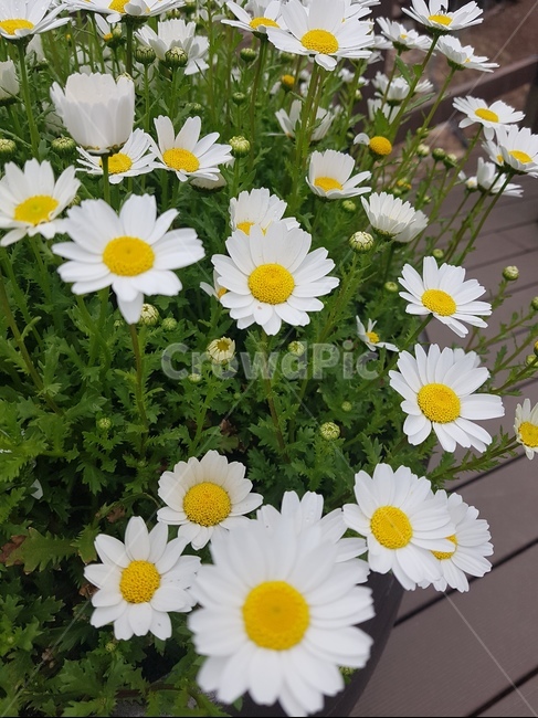 plant,식물,blossom,daisies,daisy,flower,꽃