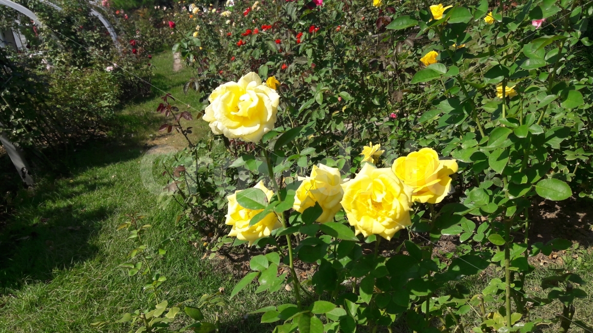 꽃,장미,질투,시기,완벽한사랑,식물,자연,plants,nature,꽃,flower