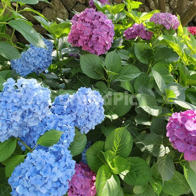 수국,보라색수국,파란색수국,파란수국,꽃,보라수국,식물,plants,ahydrangea,skyblue,flower,violet,purple