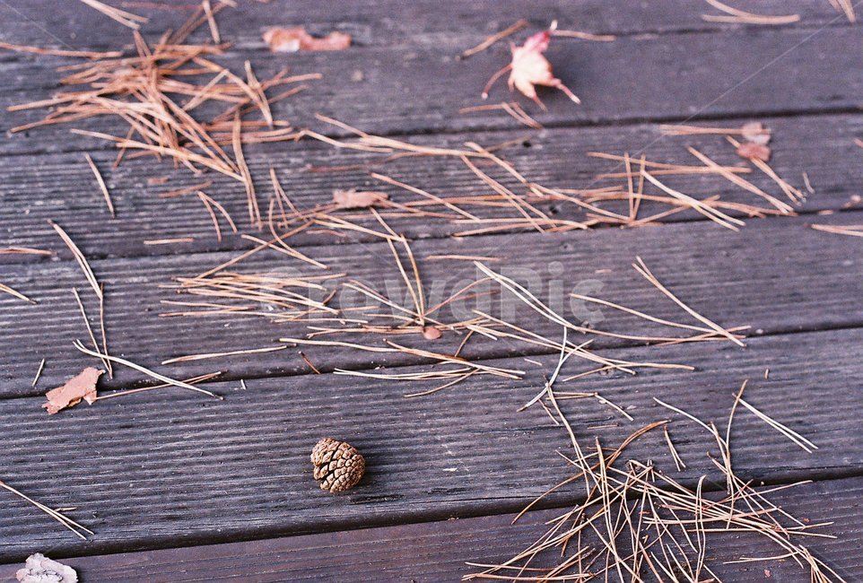 솔방울,낙엽,가을,나무,데크,가을,계절,fall,autumn,season,plant,식물