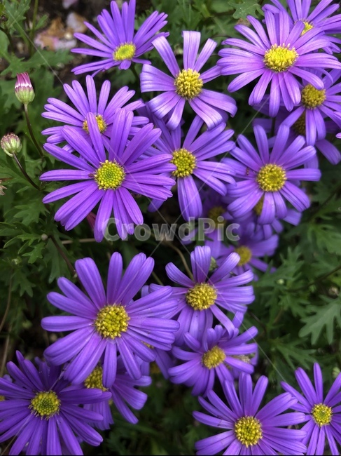 꽃,식물,봄꽃,블루데이지,보라색,자주색,식물,자연,plants,nature,꽃,flower