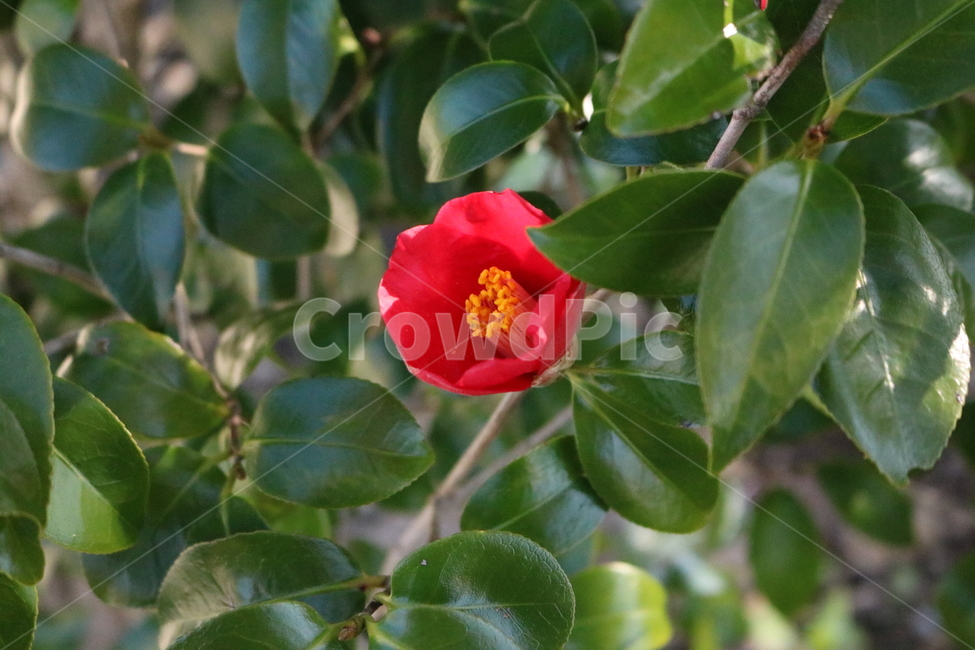 plant,식물,pollen,화분,동백,동백꽃
