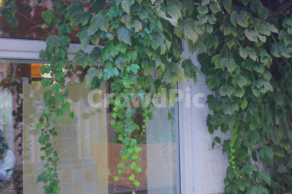 plant,식물,vine,덩굴,초록덩굴,푸른,식물,자연,plants,nature
