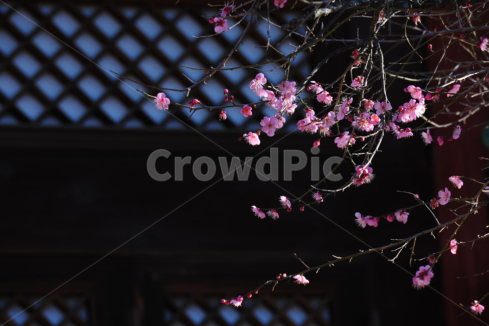 plant,꽃,식물,flower,홍매화,기와,풍경,한국,절,불교,봄,소식,봄꽃,전통,한옥,문양,무늬,패턴