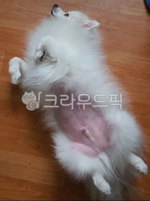 스피츠,강아지,반려견,미용,배