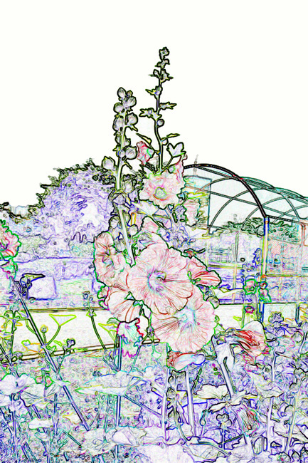 접시꽃,꽃,식물,도안,그림,아욱과,색칠,색칠하기,스케치,식물,자연,plants,nature,꽃,flower