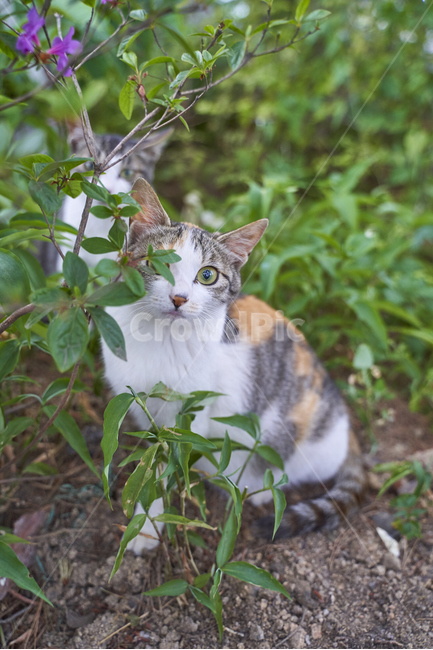 고양이,야옹이,길고양이,동물,kitty,동물,animal,포유류,mammal,고양이,cat,kitten,kitty