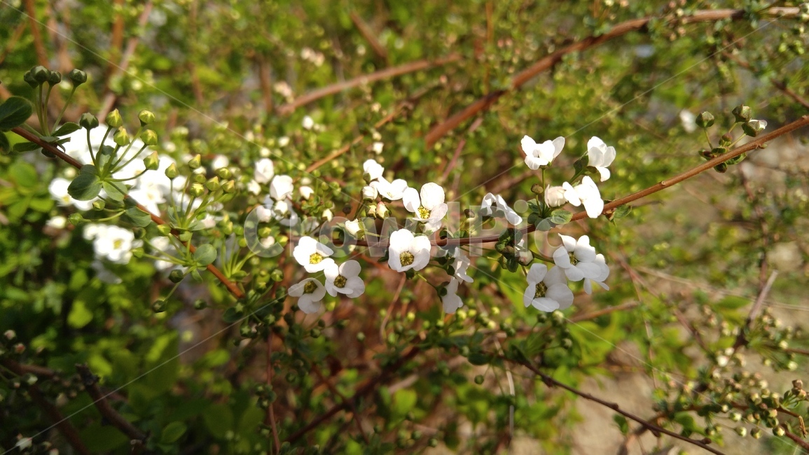 조팝나무,흰색,꽃,하얀꽃,나무,joppod,white,flower,whiteflowers,tree,nature,bloom,식물,자연,plants,nature,꽃,flower