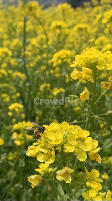 유채꽃,제주유채꽃,유채,접사,제주,식물,자연,plants,nature,꽃,flower
