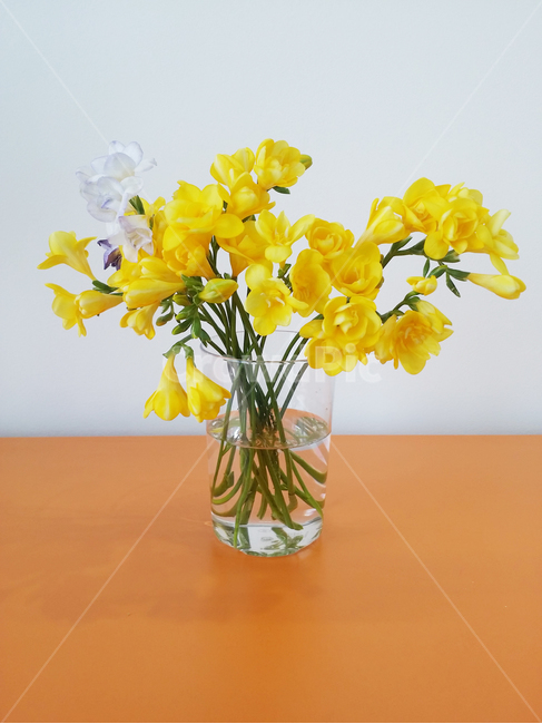 후리지아,꽃,노란꽃,꽃병,봄,flower,plant,blossom,furiziaflowers