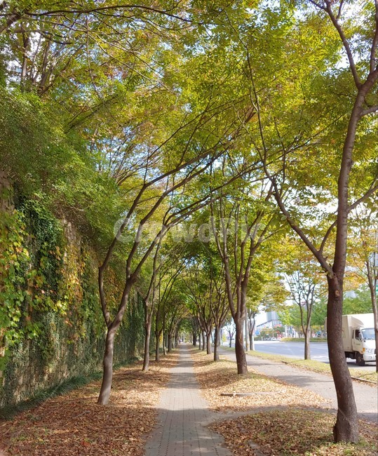 tree,나무,plant,식물,treetrunk,나무줄기,자연,풍경,nature,landscape