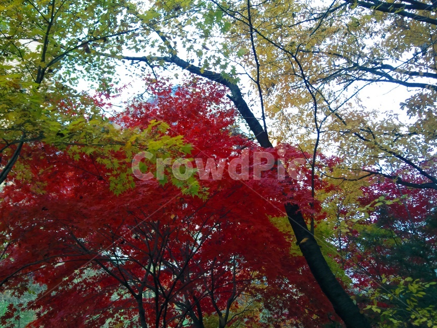 울긋불긋,단풍,가을,홍엽,낙엽,기온,황엽,낙엽수,가을,계절,fall,autumn,season,tree,나무,plant,식물,leaf,잎,maple